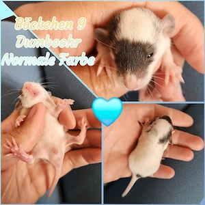 Traumhafte Ratten Babys es dürfen noch ein paar Jungs ausziehen 