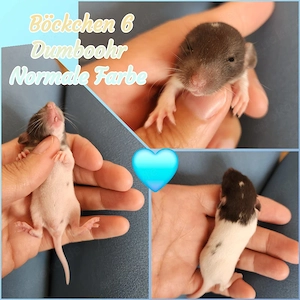 Noch ein paar zuckersüße Ratten Babys dürfen reserviert werden 