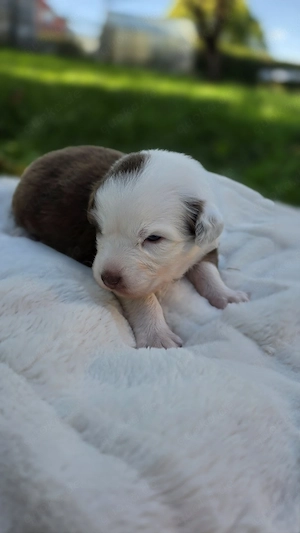 australian shepherd 