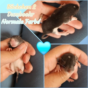 Traumhafte Ratten Babys es dürfen noch ein paar Jungs ausziehen 