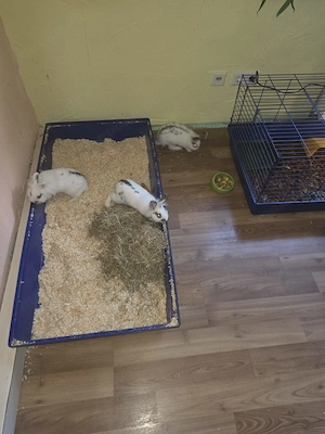 Zwerglöwenköpfchen Kaninchen  Bild 2