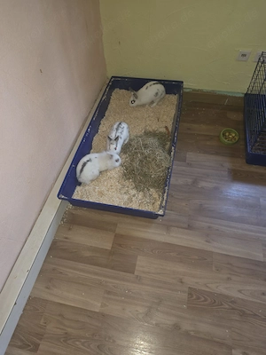 Zwerglöwenköpfchen Kaninchen 