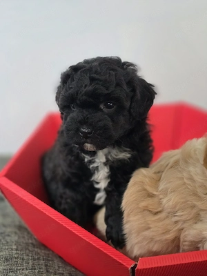 Maltipoo Rüde sucht Traum Zuhause 