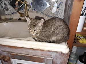 Katzenkinder in treue Hände zu vergeben