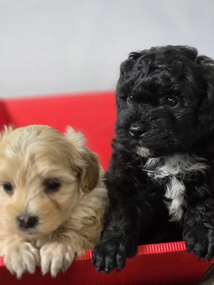 Maltipoo Rüde sucht Traum Zuhause 