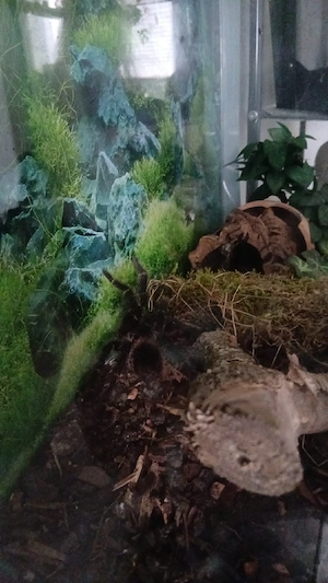 Brasilianische Riesenvogelspinne 