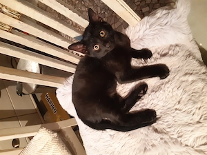 Katzenkinder in treue Hände zu vergeben