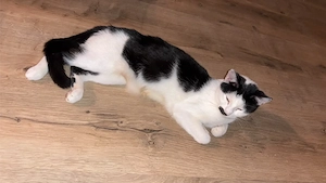 Coco sucht ein neues zuhause 