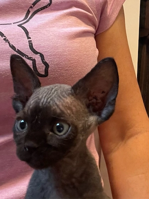 Kitten Katze Devon Rex Sphynx Bild 7