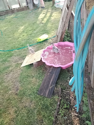 4 Laufenten, Gartenhelfer Bild 3