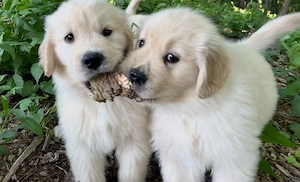 Unsere Goldschätze suchen ihr Für-Immer-Zuhause - Golden Retriever Welpen