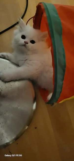  2 Reinrassige Perserkitten in königlichem Schneeweiß (Magdeburg)