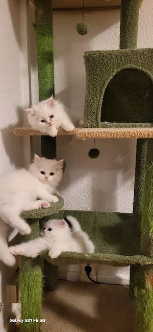 Reinrassige Perserkitten - Magdeburg. 