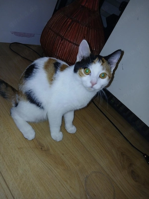 Glückskätzchen selbst 150  (3-farbig, 18 Wochen) abzugeben Rundum-Sorglos-Paket (Katze+Zubehör )