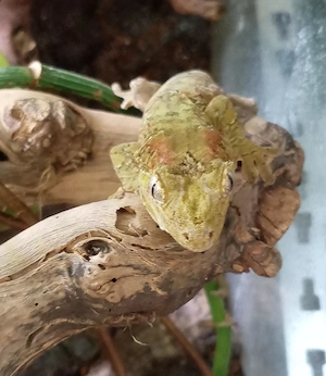 Mniarogekko chahoua pine island (flechtengeckos )