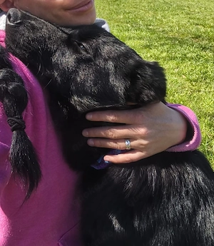 Collie Schäferhund 14Mon 25kg 50cm IN DEUTSCHLAND 