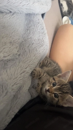 Abenteuerliche Kitten zu verkaufen 