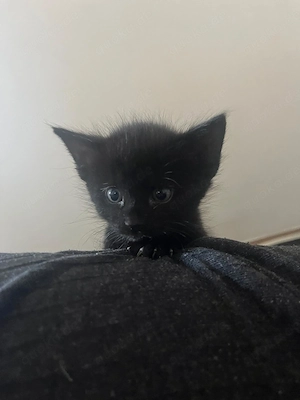 Kitten in liebevolle Hände abzugeben 