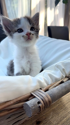 babykatze BKH persermix 