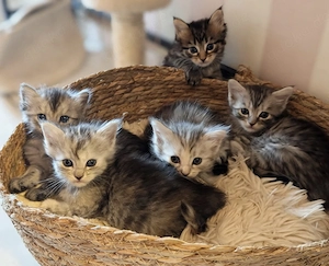 5 Zauberhafte Maine Coon-BKH Mix Kitten suchen ihr Zuhause 