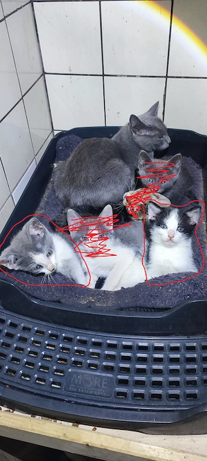 Russisch blau Mix Kitten
