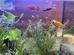 Gelb-schwarze Molly Baby Fische