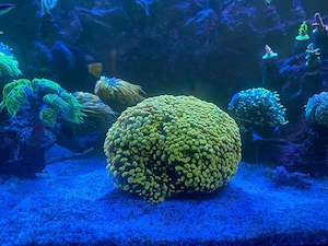 Meerwasser Euphyllia golden nugget