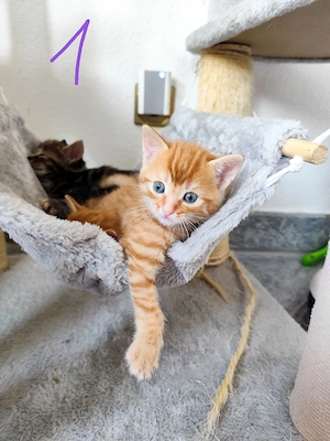 Babykatze Kitten Katzenbabys 