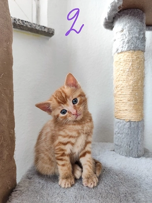 Babykatze Kitten Katzenbabys 