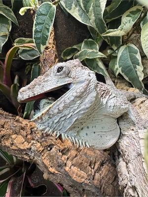 anolis barbatus 2.2 hamm 