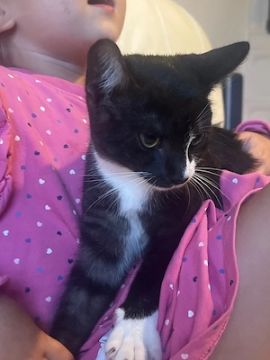      Kleine Katzenbabys Bild 5