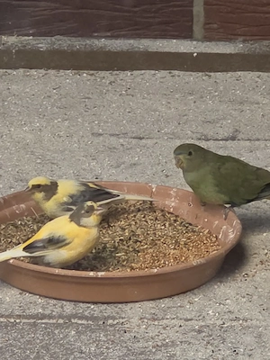 1.1 ZP Bourkesittiche, 1.2 Schmucksittiche und Kanarienvögel