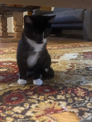      Kleine Katzenbabys Bild 6