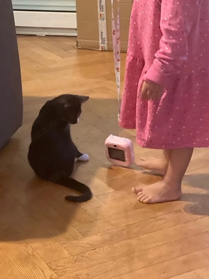      Kleine Katzenbabys Bild 7