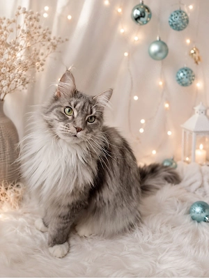    Herzenswunsch: Maine-Coon-Kitte gesucht    