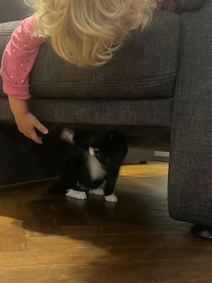      Kleine Katzenbabys Bild 8