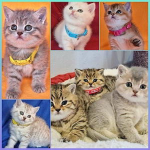 Bkh Kitten mit Stammbaum 
