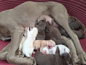 Labrador Welpen 