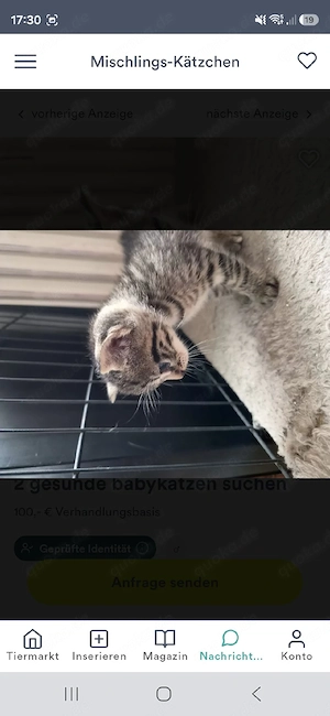 Kleiner Kater grau