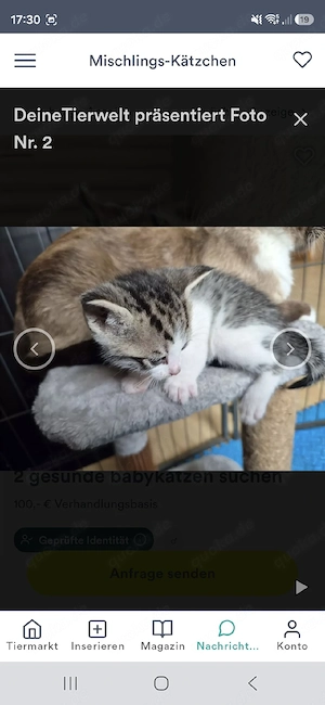 kleiner Kater weiß grau 