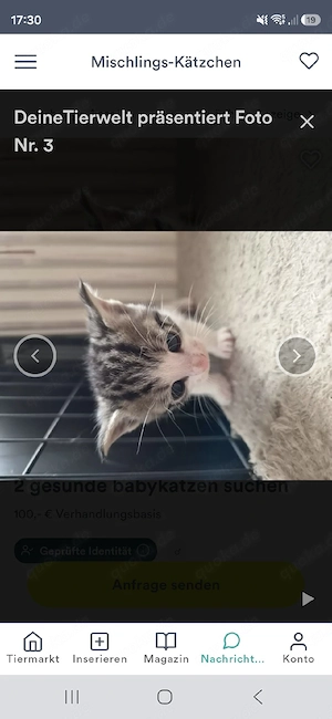 kleiner Kater weiß grau 