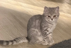 BKH Katze 
