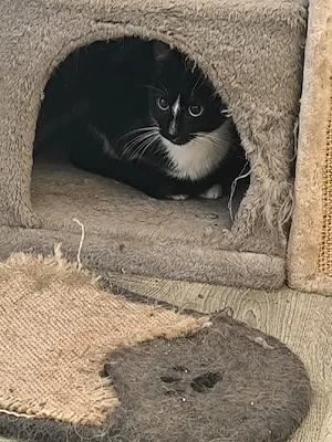 Katze 1,1 2jahre kastriert 