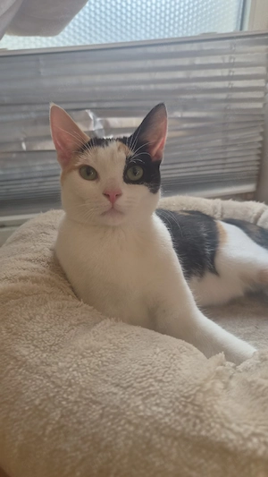 Junges Katzen Mädchen 