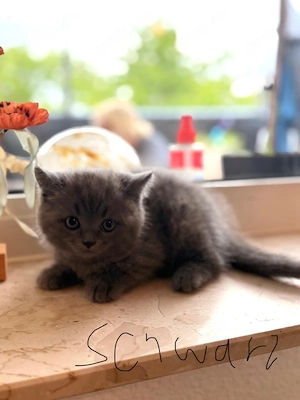 Bkh-Kitten reinrassig 