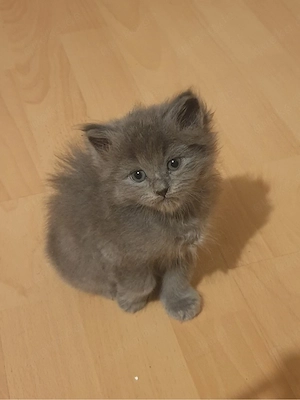 BLH russisch blau mix kitten 