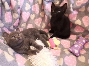 Zuckersüße BKH-Bengal-Mix Kitten suchen ihr Körbchen auf Lebenszeit!   