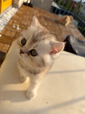 bkh-blh Kitten abzugeben