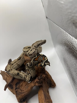Boa Imperator Jungtier 66 % Het Albino (Kahl) 1.0
