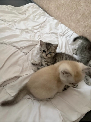 verkaufe bkh kitten 